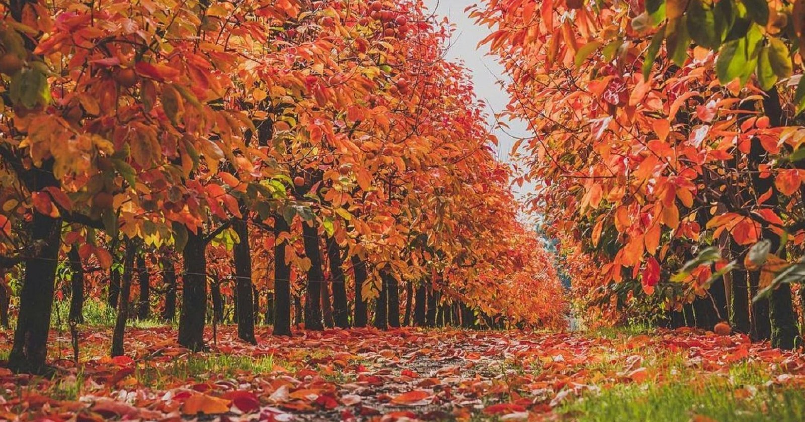 Springtime-in-the-Hills-and-Raeburn-Orchard